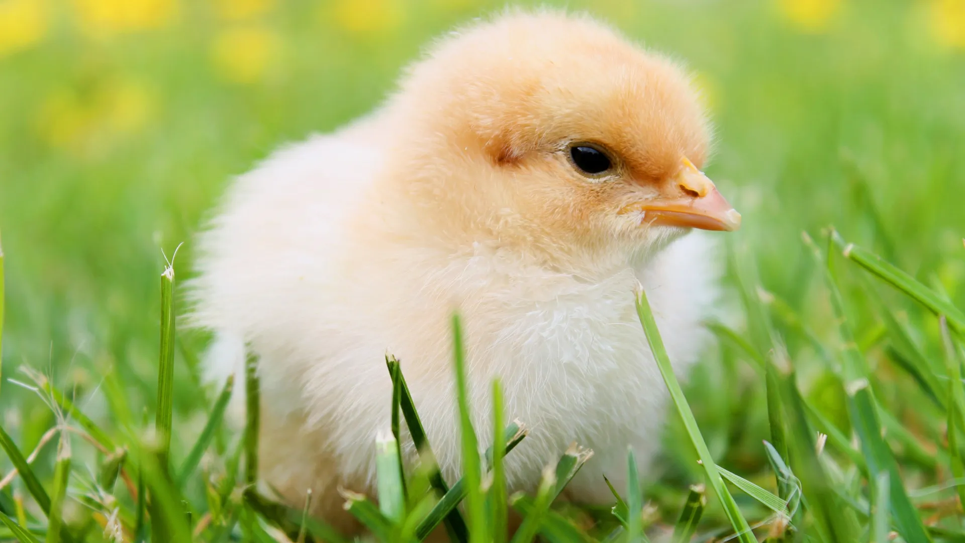 Flauschiges Küken in der Wiese